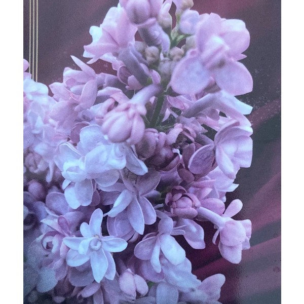 コタチーズ　フランス直輸入　ライラック　カルベティエム　１苗♪ 楽天市場】花木 庭木の苗/ライラック：カルペディエム4〜5号ポット