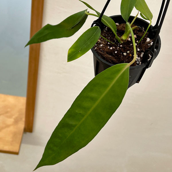 楽天市場】□観葉植物□ 再入荷！アンスリウム ビッタリフォリ