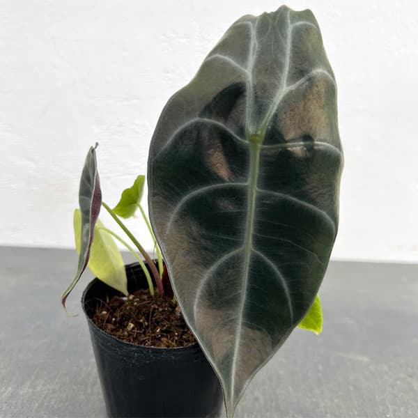 楽天市場】観葉植物/[棚卸セール]アロカシア：マクロリザ オーレア