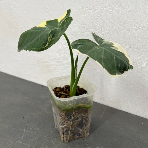 楽天市場】【セール品】キサントソーマ ミッキーマウスタロ タロ