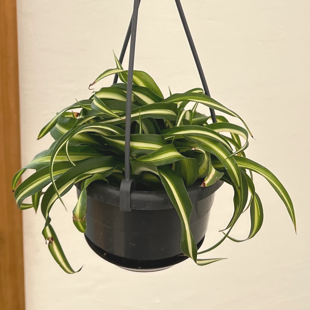 楽天市場】《苗》オリヅルラン 緑葉/ナカフヒロハオリヅルラン/ソトフ