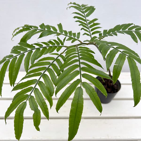 楽天市場】【現品発送】リュウビンタイ 大苗 8号鉢植え A187