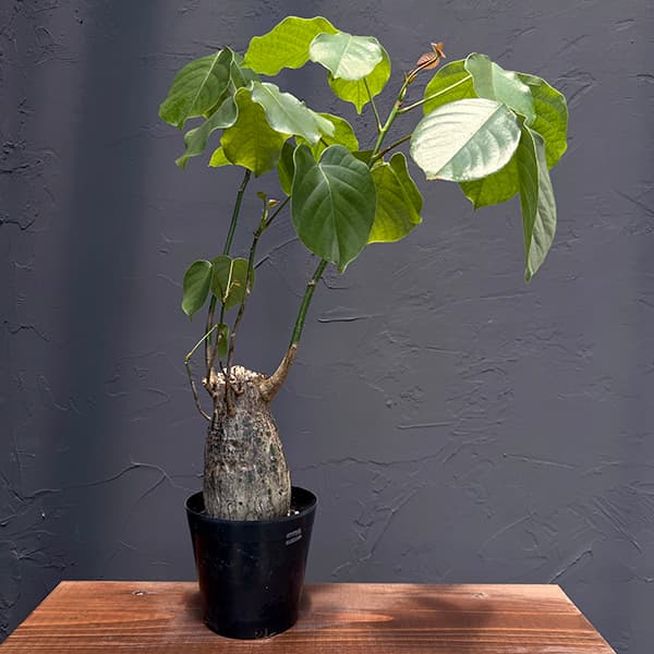 楽天市場】多肉植物 osプセウドボンバックス エリプチカム ボン