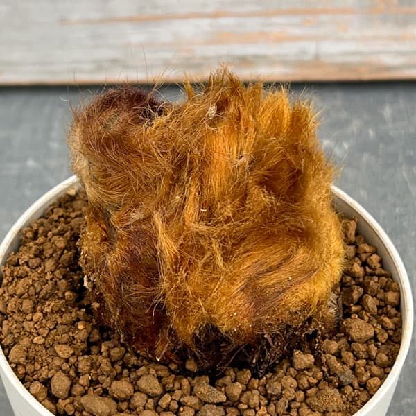 【現品】金毛狗（キンモウコウ）　5号　白鉢　（2） 現品】金毛狗（キンモウコウ） 5号 白鉢 （2） 楽天市場】【現品】金毛