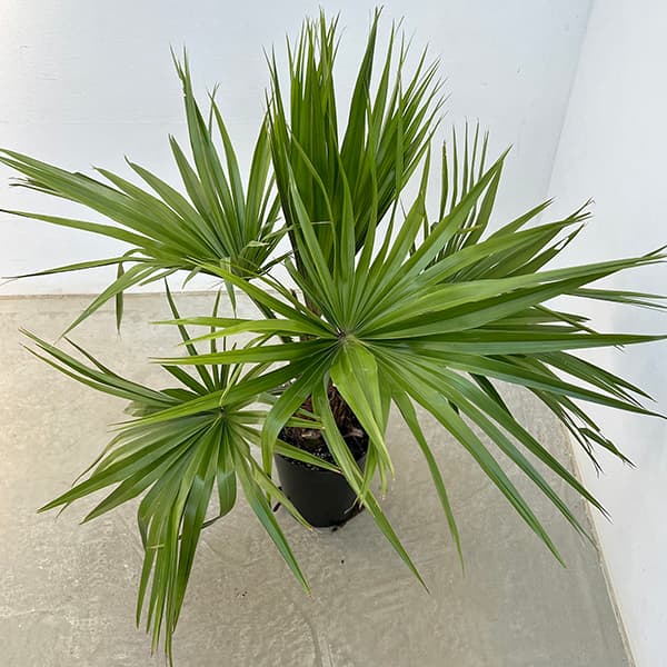 ③　ビロウ　ヤシ　8号　特大苗木最高等級 割引 ビロウ ヤシ 8号 4株植え特大苗木 最高等級 （ビロウヤシ
