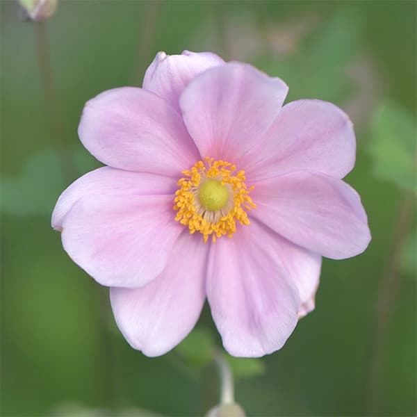 菊花20 仏花（菊）｜商品案内｜株式会社アスカ商会