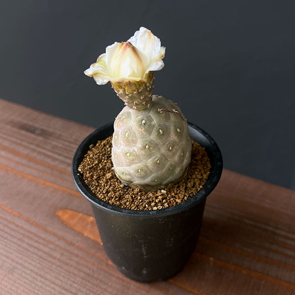 楽天市場】テフロカクタス ゲオメトリクス 2-4cmカット苗 1 個入り