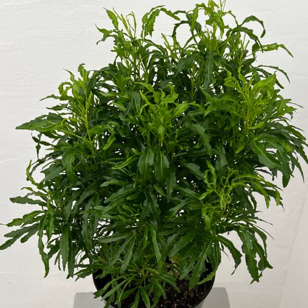 楽天市場】光触媒 人工観葉植物光の楽園 ポリシャス 高さ1.3m