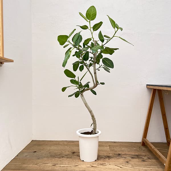 観葉植物 フィカス ベンガレンシス ficus-benghalensis-1155_1.jpg?
