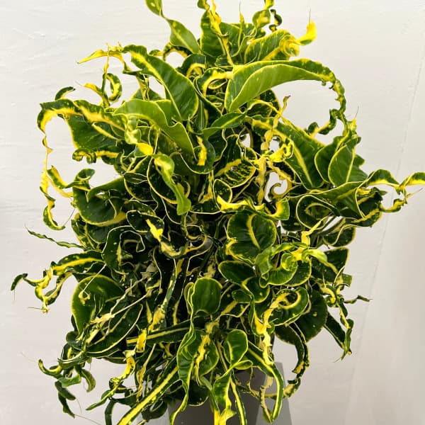 楽天市場】クロトン（エクセレント：EX） 10号 プラスチック鉢 1鉢 変