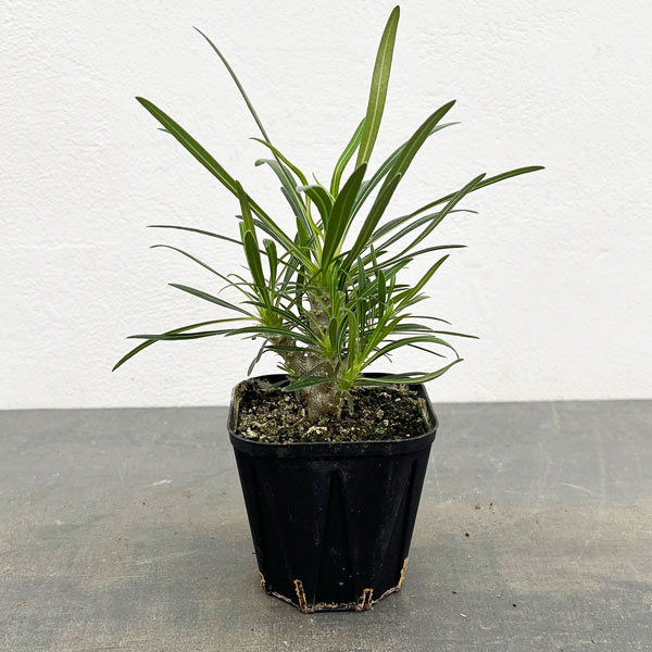 楽天市場】観葉植物/パキポディウム：グラキリス 綴化 3号鉢24