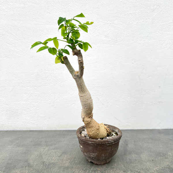 観葉草木/モリンガ：ステノペタラ（木化仕立てもの・実生苗）4号鉢26-01 花・ガーデン・DIY-花・観葉植物-観葉植物
