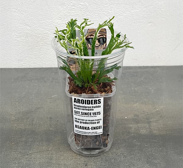 楽天市場】観葉植物/[ザ・ファームセレクト]アスプレニウム：ニダス