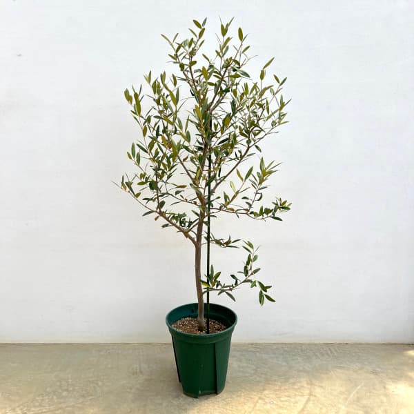 オリーブの木　カロレア カロレアの親木😊 このくらいの大きさになると、品種による樹形