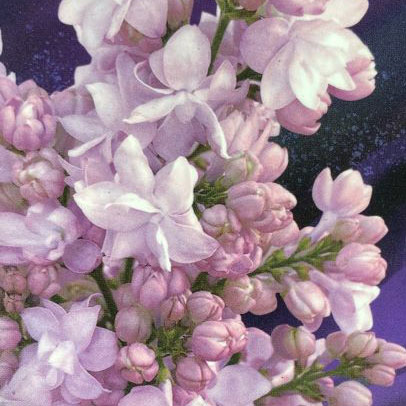 楽天市場】花木 庭木の苗/ライラック：カルペディエム4〜5号ポット