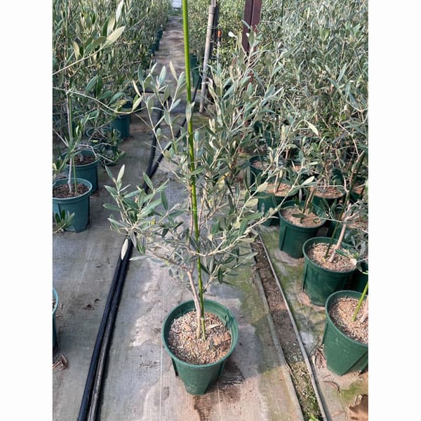 楽天市場】花木 庭木の苗/オリーブ：カロレア 8号鉢植え : 園芸