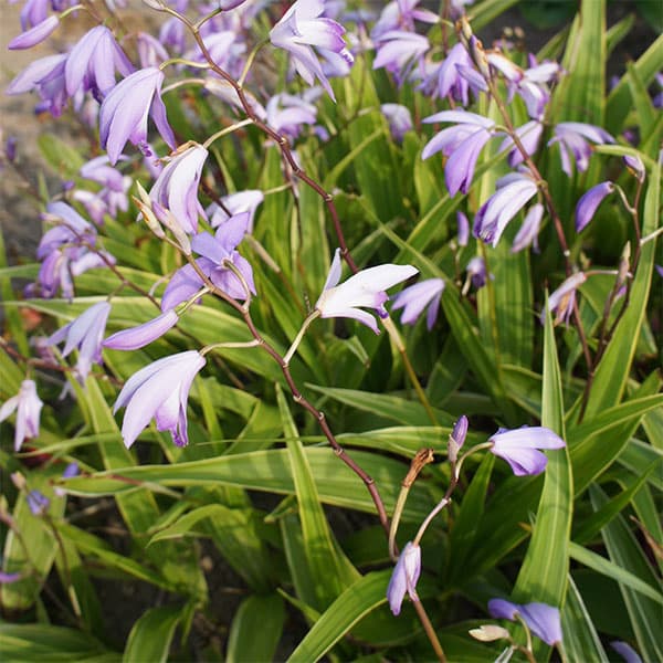 楽天市場】【シラン属】三蝶咲きシラン3号ポット : 産直花だん屋