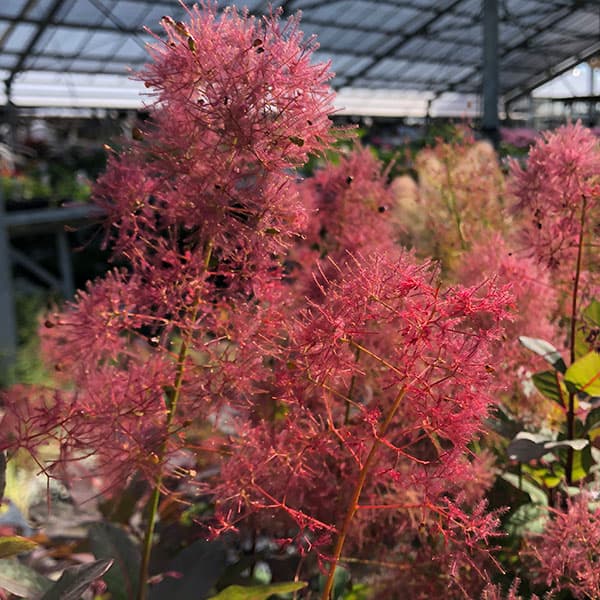 楽天市場】スモークツリー 【マロンシュシュ】 3号ポット苗 : 苗木部