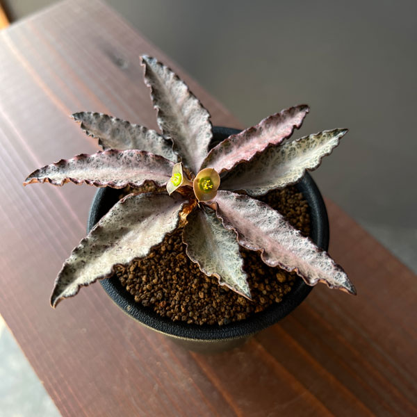 じゃじゃ丸　【新鮮種子25粒】ユーフォルビア・パキポディオイデス　6月採取 楽天市場】観葉植物/[棚卸セール]（わけあり特価）ユーフォルビア