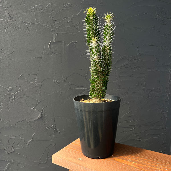 楽天市場】観葉植物/[ザ・ファームセレクト]ヤシ：マニラパーム