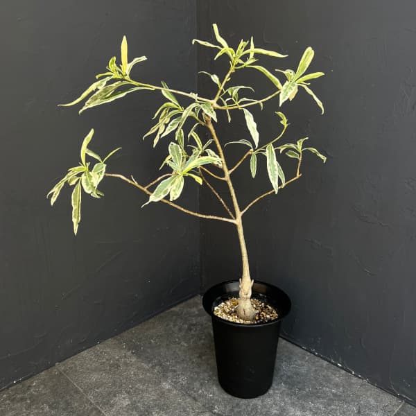 楽天市場】バオバブ アダンソニア・ディギタータ 4号ポット苗(h30