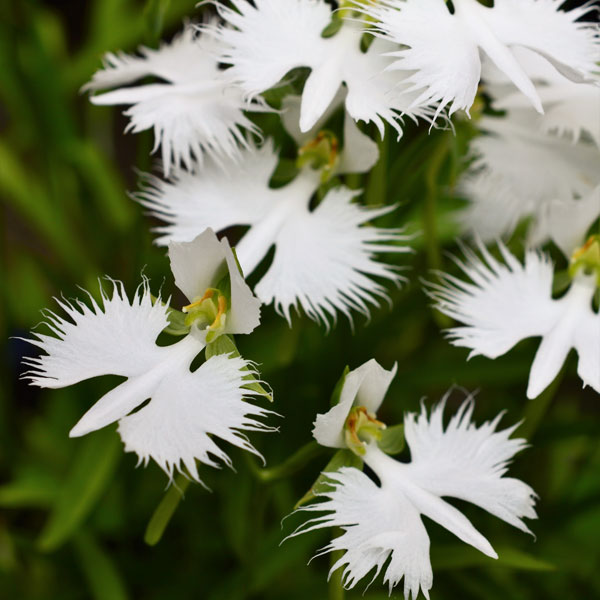 楽天市場】サギソウ 飛翔 3号苗 : 千草園芸