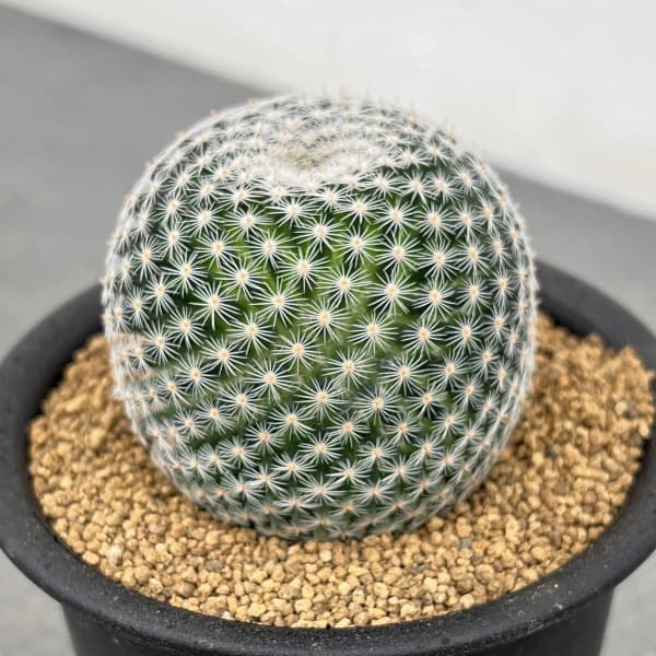 楽天市場】観葉植物/マミラリア：希望丸（きぼうまる）2.5号 : 園芸