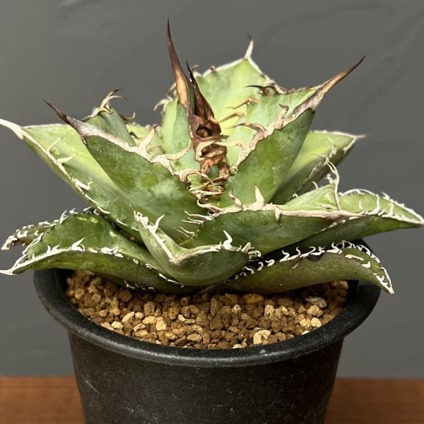 楽天市場】観葉植物/アガベ：アメリカーナ メディオピクタ オーレア