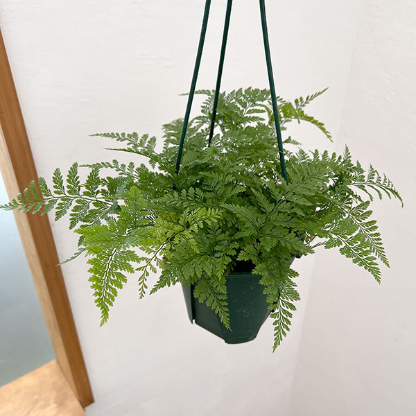 楽天市場】観葉植物/ネフロレピス：ビセラタ（フィッシュテール