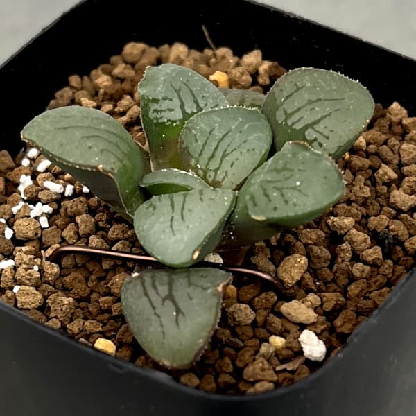 楽天市場】観葉植物/バオバブ：アダンソニア ザー バリエガータ