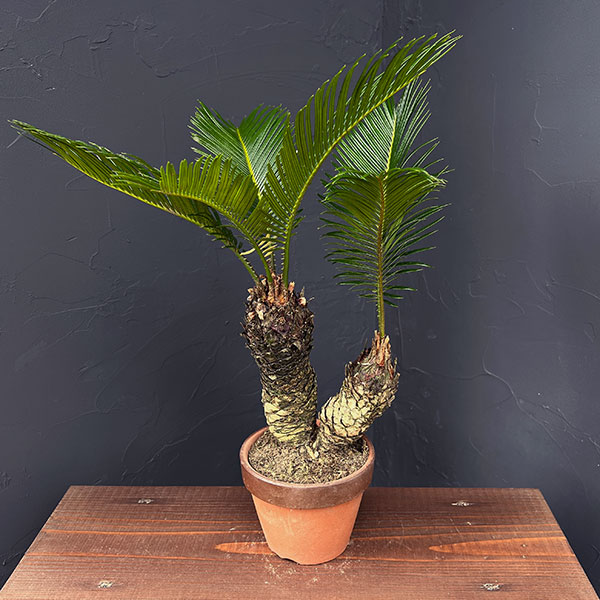 楽天市場】蘇鉄 (ソテツ) 80cm Good Style 大苗 観葉植物 : 苗木部