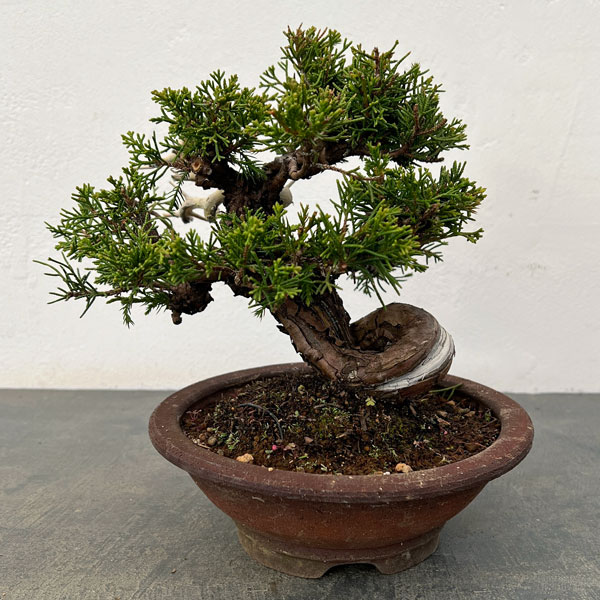 売り尽くし　黄金真柏　約90cm【オウゴンシンパク/盆栽/日本庭園】219131 売り尽くし 黄金真柏 約90cm【オウゴンシンパク/盆栽/日本庭園】219131