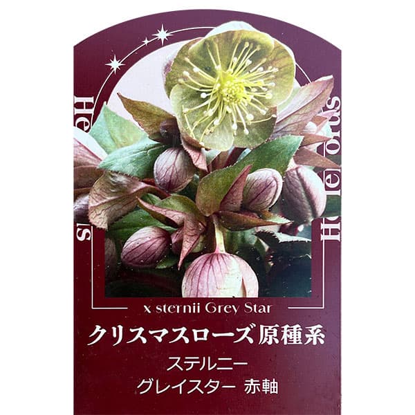 楽天市場】原種クリスマスローズ ステルニー シルバーダラー 花苗