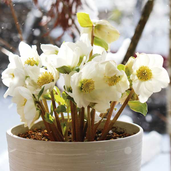 45☆八重咲き ニゲル ☆クリスマスローズ☆開花株 超多弁花