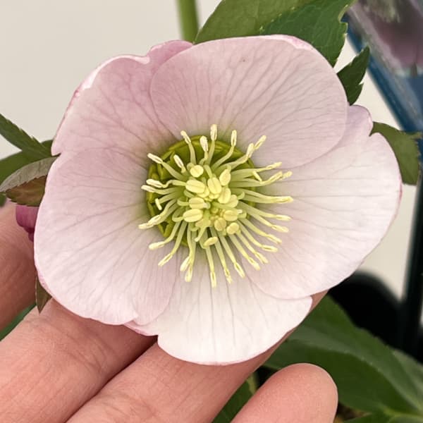 楽天市場】珍しい クリスマスローズ原種 リグリクス苗/販売/通販/種類