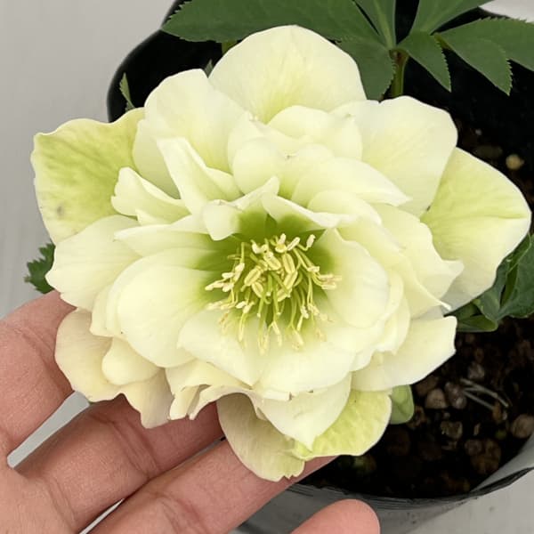 楽天市場】クリスマスローズ 雅シリーズ 寒牡丹（カンボタン） 4号苗