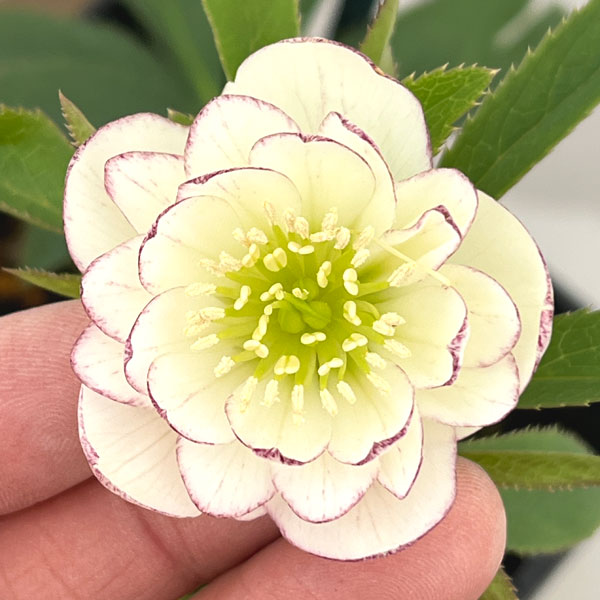 楽天市場】珍しい クリスマスローズ原種 ムルチフィダス