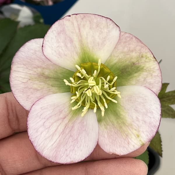 楽天市場】珍しい クリスマスローズ原種 クロアチカスダブル苗/販売