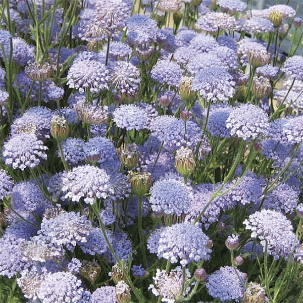 顕花植物の苗/[貨物輸送無料]ブルーレースフラワー：セトノブルー3-3.5ポット 24株仕掛ける