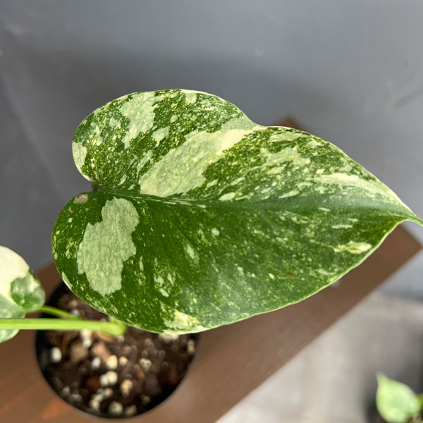 観葉植物/モンステラ：プレイサーゴールド 3号ポット｜園芸ネット プラス