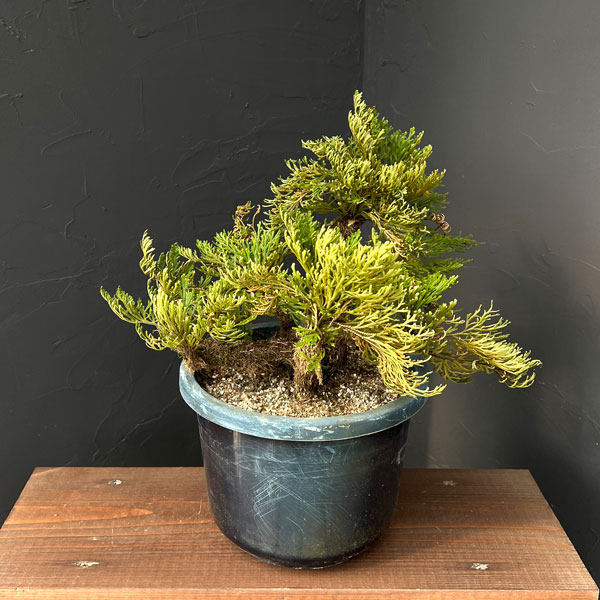 楽天市場】【現品販売】イワヒバ 6号鉢植え 斑入り葉～緑葉 : 千草園芸