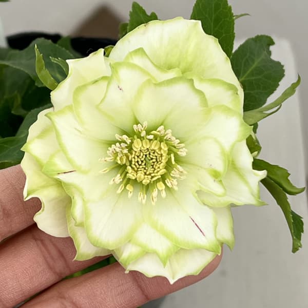 楽天市場】クリスマスローズ 八重咲 利休系グリーンリップ ダブル 4号