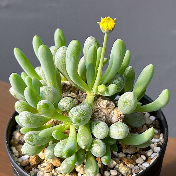 観葉草木/オトンナ：クラビフォリア 3号鉢植え* 観葉植物-花・ガーデン・DIY