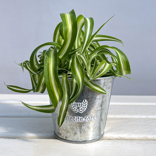 楽天市場】観葉植物/オリヅルラン：ボニー5号吊鉢 : 園芸ネット プラス