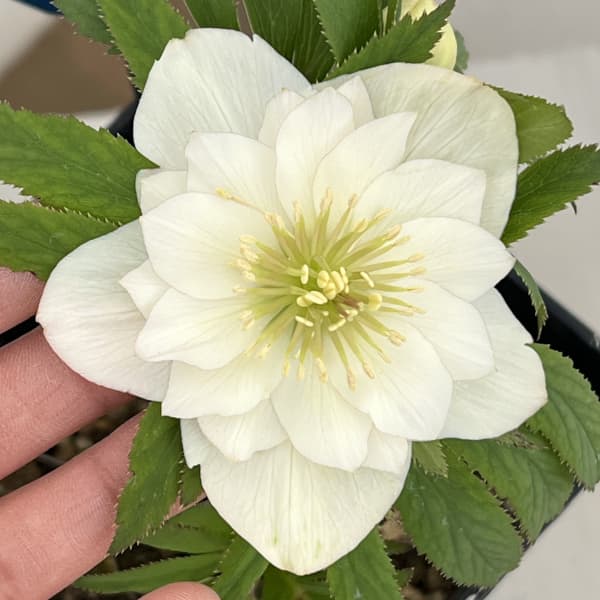 楽天市場】クリスマスローズ原種・アトロルーベンスダブル苗/販売/通販