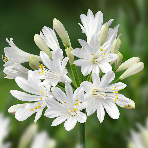顕花植物の苗/アガパンサス属：サマーラブホワイト4.5号ポット* 3株書き割り