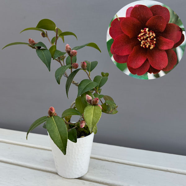 楽天市場】ベトナムツバキ ハイドゥン 赤花 7号 苗木 : 千草園芸