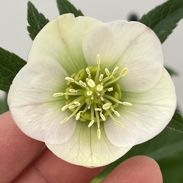 楽天市場】クリスマスローズ原種・トルクァツス苗ボスニアtor3/販売