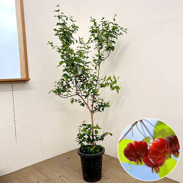 観葉草木/[貨物輸送無料]ピタンガ（スリナム川桜んぼう）8号鉢植え