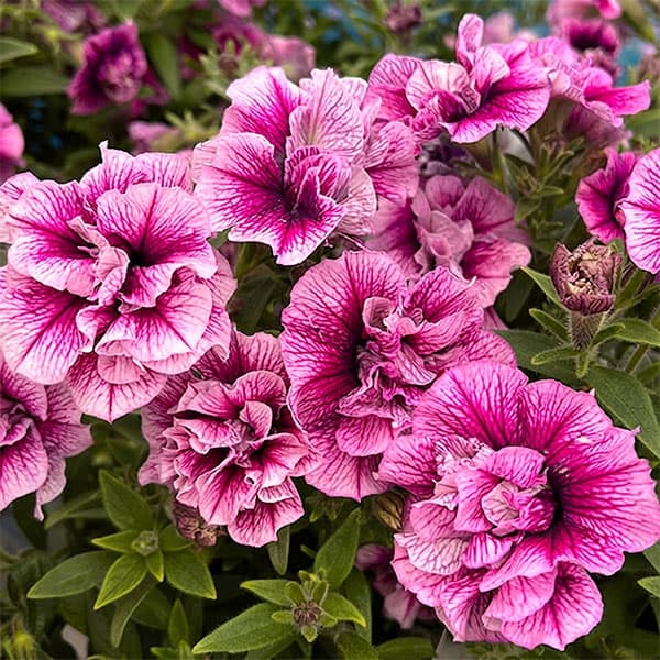 顕花植物の苗/ペチュニア：マジェンヌ3.5号ポット 12株書き割り